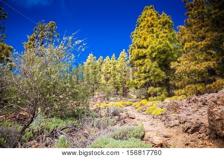 Green Landscape In The Vilaflor 