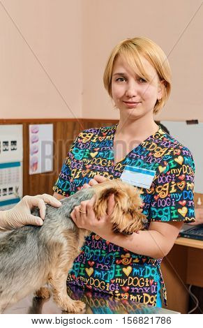 Veterinarian Tickling a Yorkshire Terrier at veterinary clinic