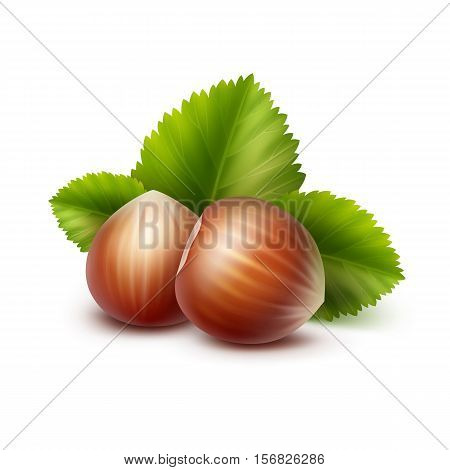 Vector Full Unpeeled Realistic Hazelnuts with Leaves Close up Isolated on White Background