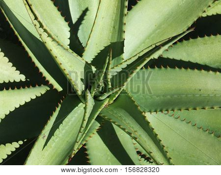 Closeup and aerial view of the center of an aloe ferox plant