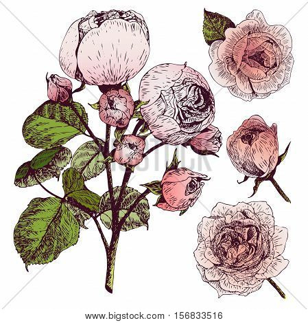Vector hand drawn illustration of English roses. Vintage engraved style. Botanical art isolated on white background. Use for wedding decor greeting card birthday Valentine international woman day.