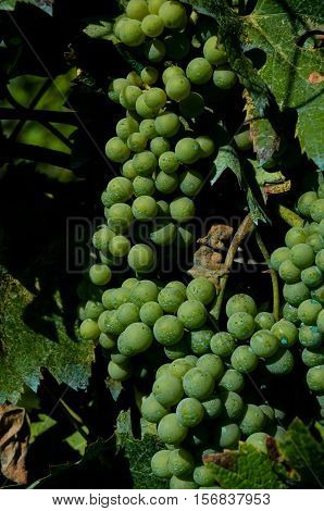 Unripe Grape Bunches