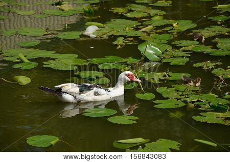 Duck with ducklings in a lake polluted with a plastic bag