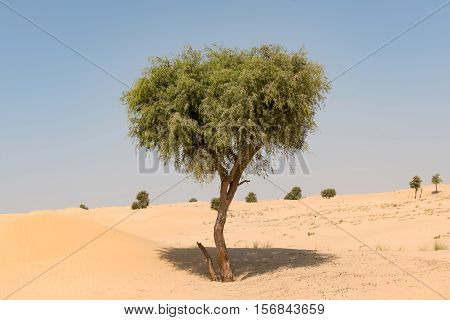 Ghaf tree in desert landscape with blue sky
