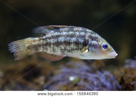 Corkwing wrasse (Symphodus melops). Marine fish.