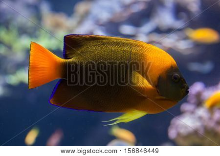 Clarion angelfish (Holacanthus clarionensis). Marine fish.