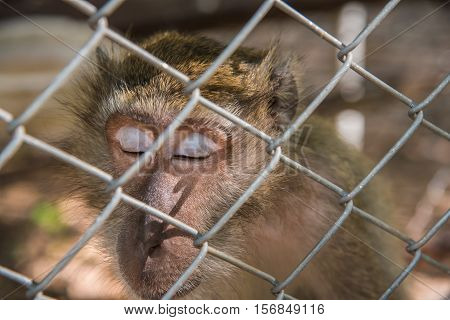Monley sleep in the cage,Pig - tailed Magaque (Macaca nemestrina) in the cage