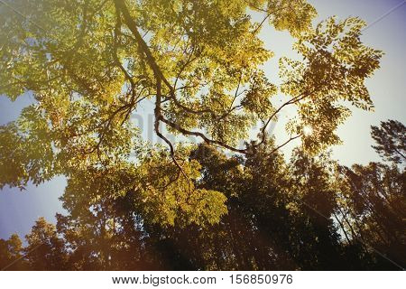 The tops of the trees golden autumn