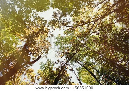 The tops of the trees golden autumn