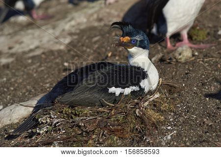 Imperial Shag (Phalacrocorax atriceps albiventer) sitting on its nest on Saunders Island in the Falkland Islands