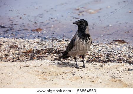 Hooded crow on the seaside - Corvus cornix.