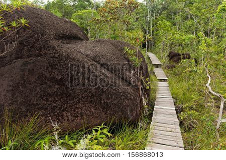 Deep jungle in the Bako national park, Malaysia, Borneo