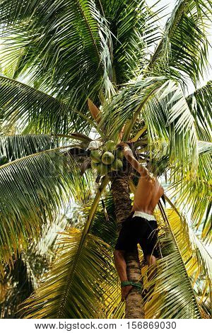 professional climber on coconut treegathering coconuts with rope close up