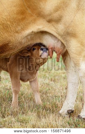 Calf drinking from the udder of the cow