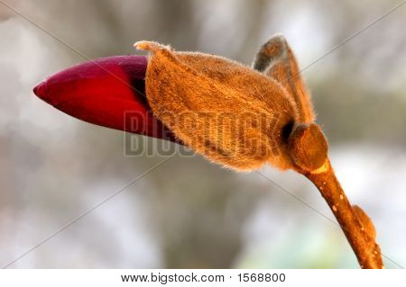Magnolii (Magnolia)