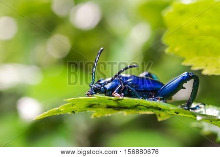 Frog Legged Leaf Beetle (sagra Buqueti)