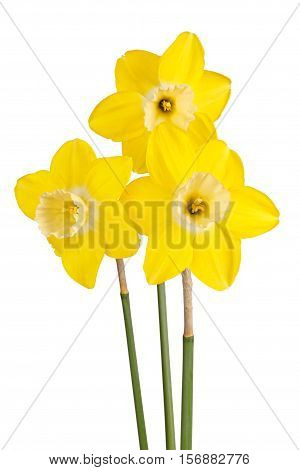 Three flowers and stems of the reverse-bicolor daffodil cultivar Lemon Brook isolated against a white background