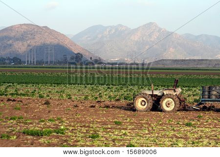 Traktor és a területen termesztett növények