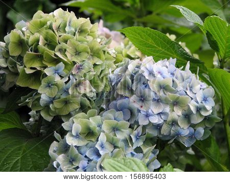 Pretty white and light blue hydrangea flower blossoms.
