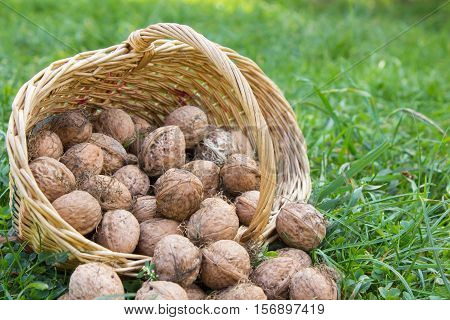 Walnuts freshly gathered in a woven wood basket