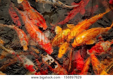 A pond full of large multi-colored Asian carp or koi in a garden in Zhaojialou town in Shanghai China.