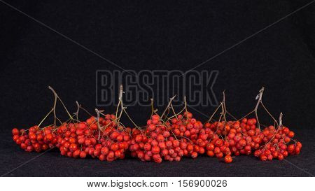 The berries are red ash for use as a decorative still-life.