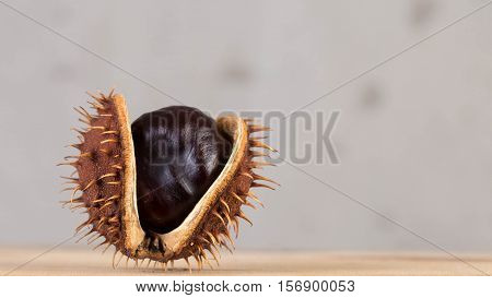 Set of beautiful chestnut trees for decorative applications.