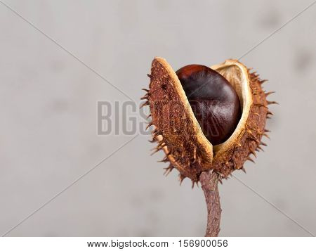 Set of beautiful chestnut trees for decorative applications.