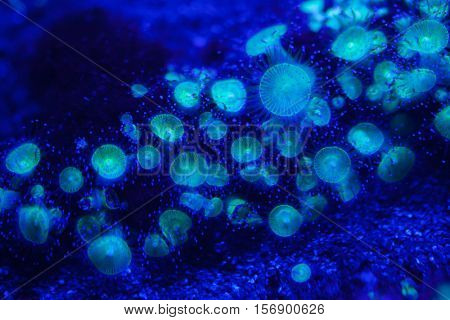 Jewel anemone (Corynactis viridis). Sea animal.