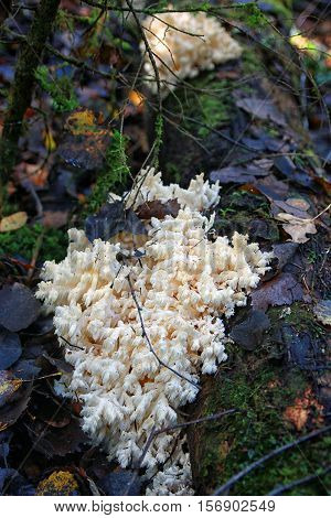 white moss and green moss closeup in the woods