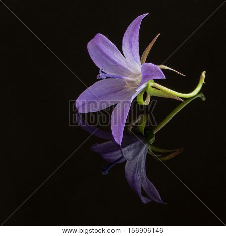 closeup of a peach-leaved bellflower on black background