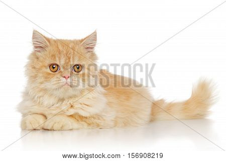 Persian Cat