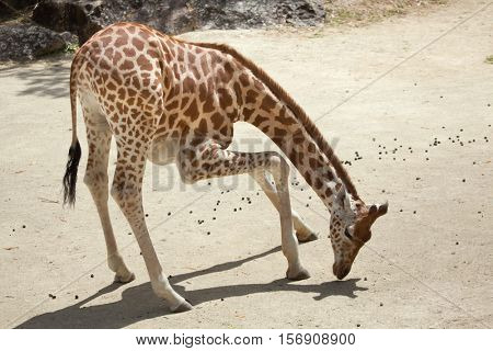 Kordofan giraffe (Giraffa camelopardalis antiquorum), also known as the Central African giraffe. Wildlife animal. 