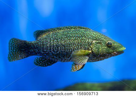Ballan wrasse (Labrus bergylta). Marine fish.