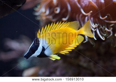Foxface rabbitfish (Siganus vulpinus). Marine fish.
