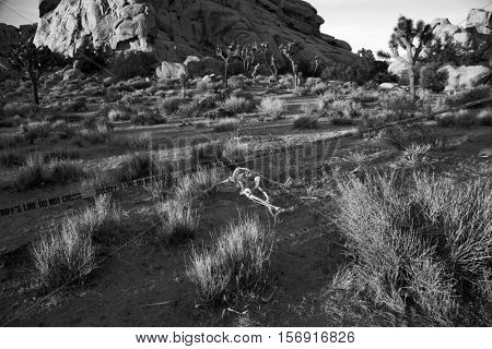 Crime Scene. Skeleton partially buried in dirt in a desert. Forensic Crime Scene. Murder Scene. CSI Investigation.  
