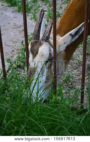Antelope eating grass in a cage .
