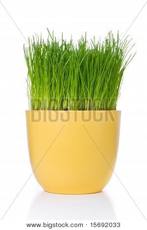 화분 잔디