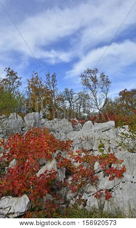 Autumn colours on display in the Carso karst limestone area of Friuli near Aurisina in north east Italy.
