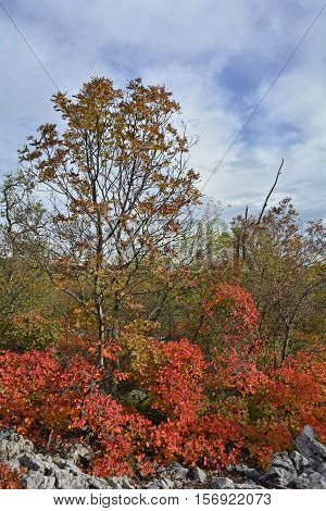 Autumn colours on display in the Carso karst limestone area of Friuli near Aurisina in north east Italy.
