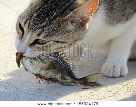 Fish-eating cat.Every moment is waiting for food on the beach.
