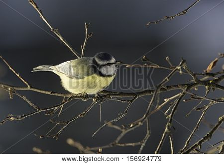 Eurasian Blue Tit Bird on Branch close up.