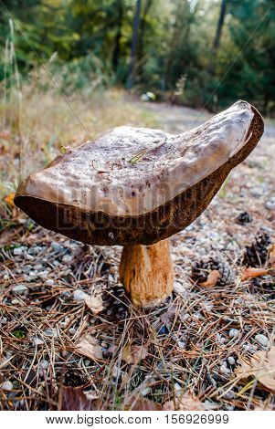 Macro of uneatable mushrooms growing in autumn forest. Close up of different poisonus toadstools