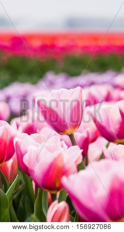 Beautiful tulips in a Dutch landscape. Photographed from different positions