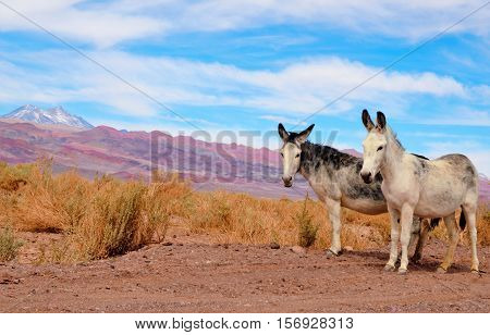 Donkeys standing on the side of the road in the Atacama desert with a mountain range in the background and a blue sky with clouds close to San Pedro de Atacama in Chile South America