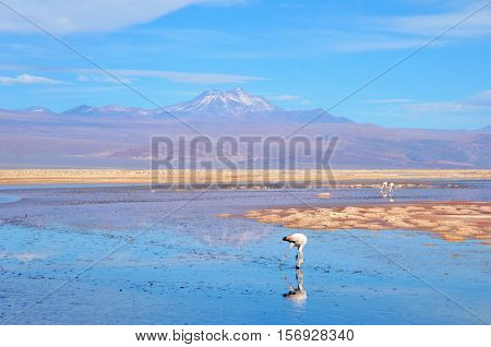 Panoramic view of the Laguna Chaxa a lagoon with flamingos in the National reserve Los Flamencos close to San Pedro de Atacama in the Atacama desert in Chile South America