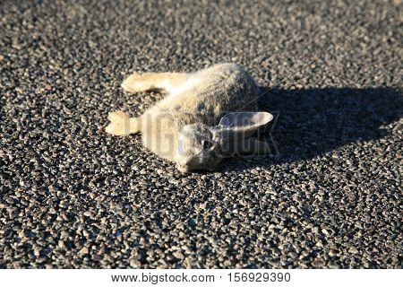 Road Kill. A Jack Rabbit lays dead on a highway in the desert Joshua Tree area desert most likely hit by a speeding car. 