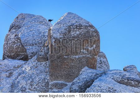 chamois (Rupicapra Carpatica) on mountain. Ciucas Mountains Romania