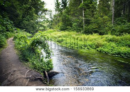 Summer forest landscape with the small river and a footpath along the coast.