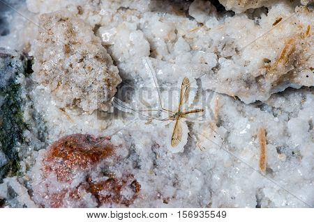Mosquito Fossil In Salt Crystal